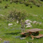 A picnic table next to a single tree in a field